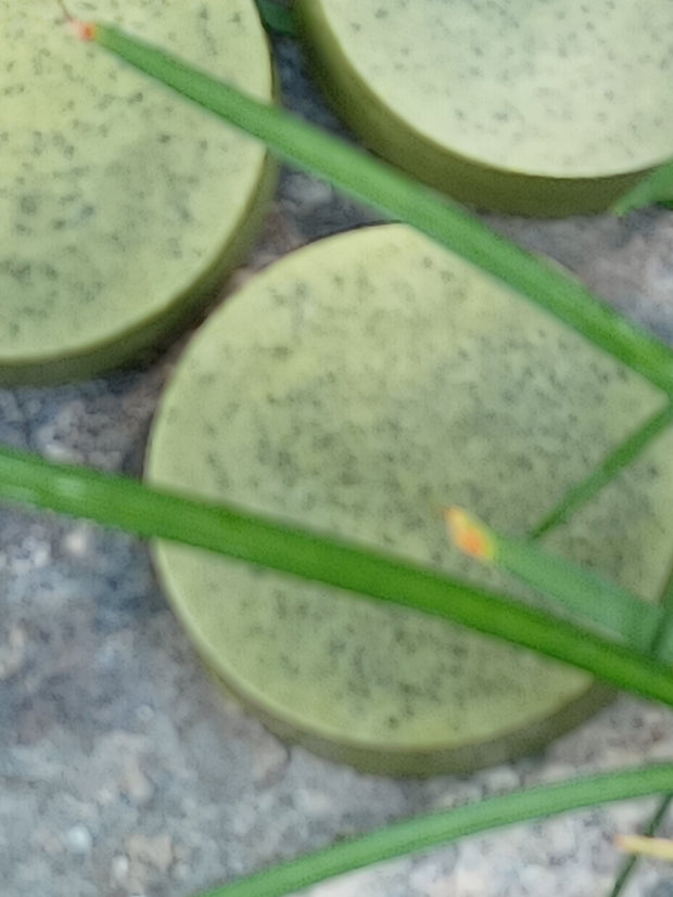 Moringa Soap Bar-1